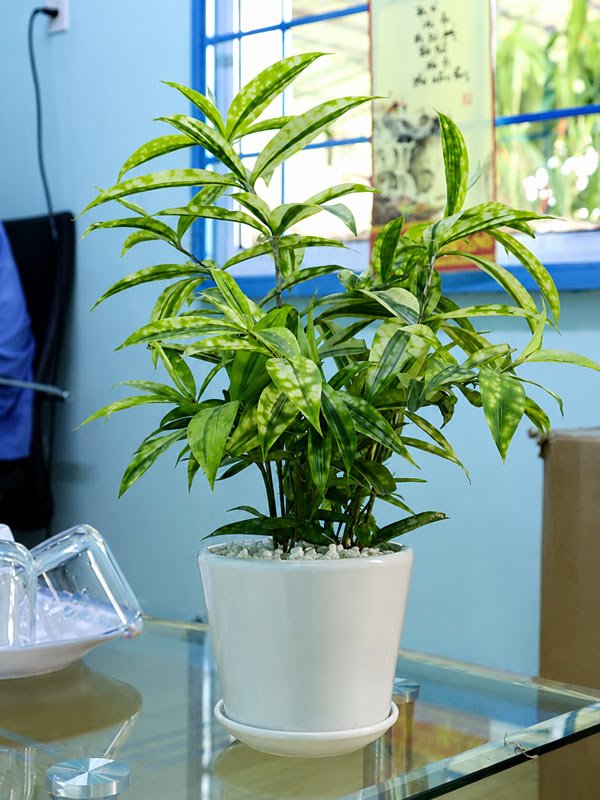 Cây Trúc Nhật Vàng