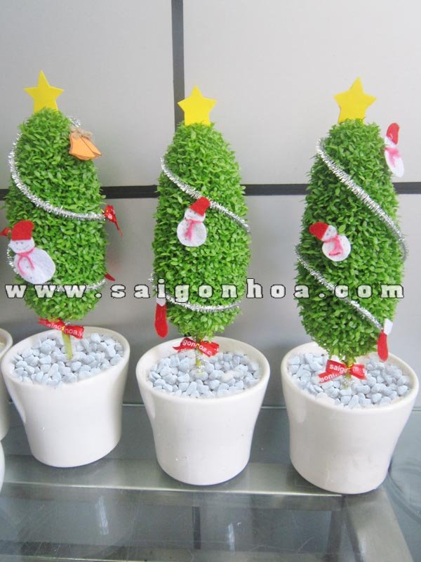 Quà tặng số 1: cây may mắn thông noel