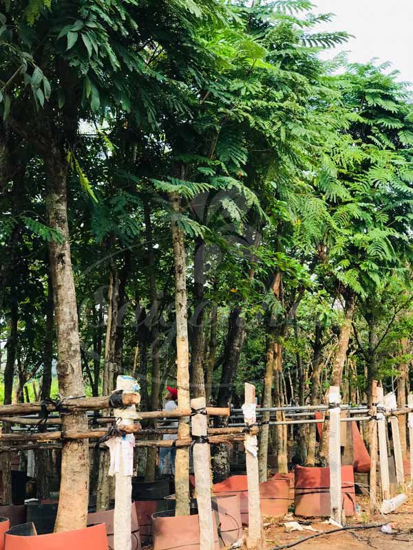 Cây Lim Xẹt Trồng Vỉa Hè