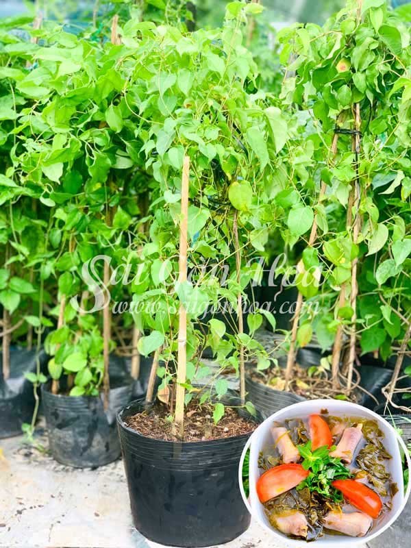 Cây Lá Giang