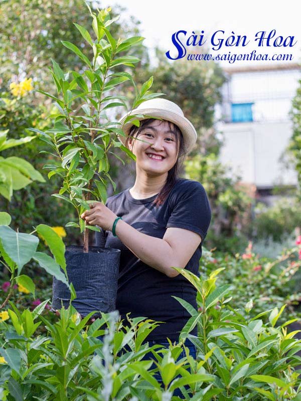 Cây Lá Vối