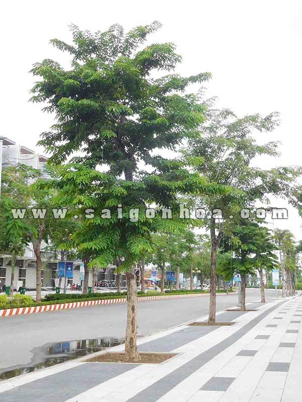 Cây Giáng Hương Trồng Vỉa Hè