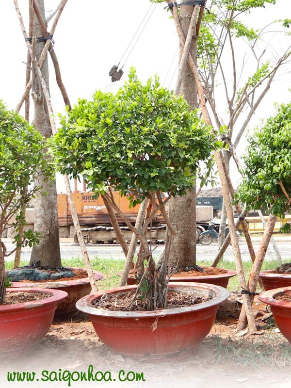 Cây Gừa Hình Cầu