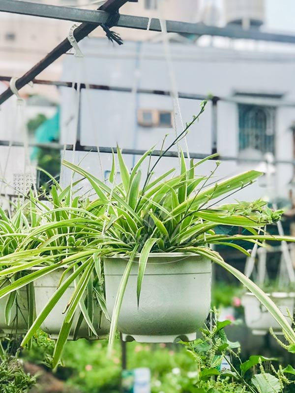 Cây Mến Khách