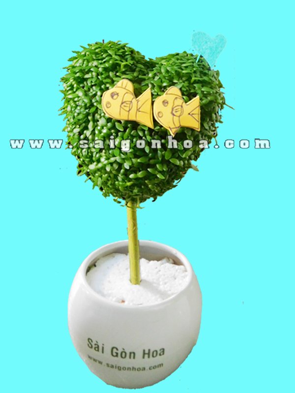 Cây May Mắn Cá Vàng