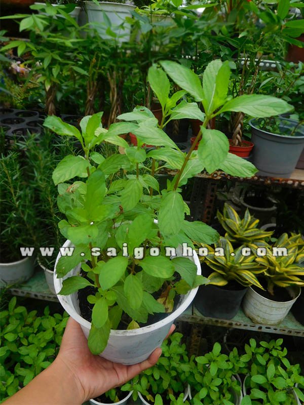 Cây Bạc Hà