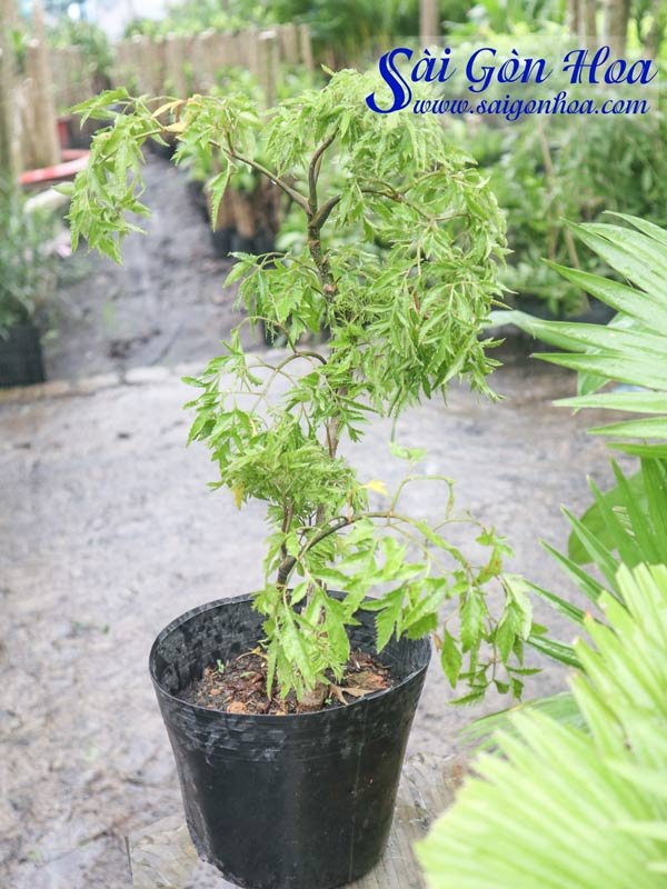 Cây Đinh Lăng Lá Nhỏ