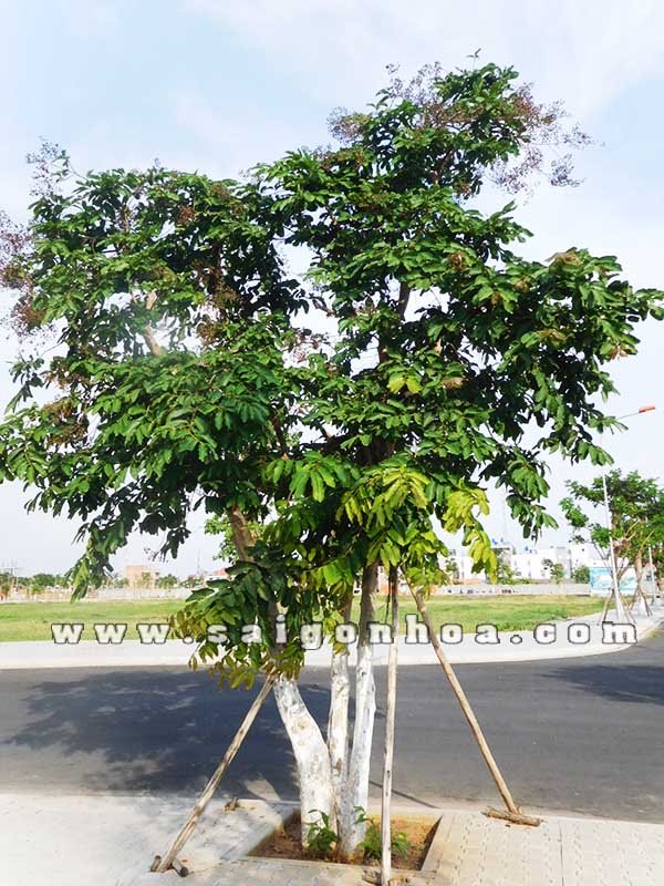 Cây Bằng Lăng Ổi