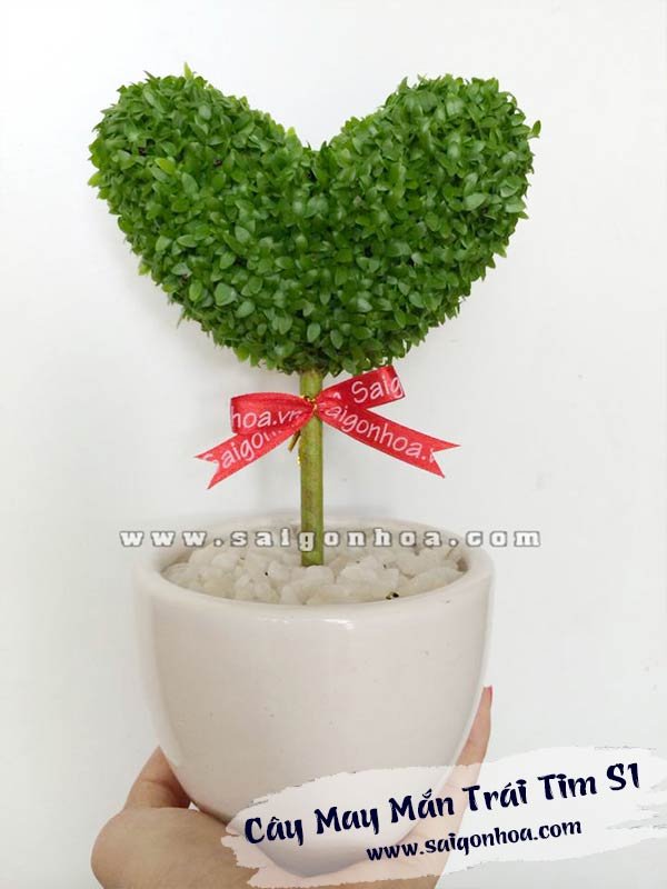 Cây May Mắn Trái Tim Chậu S1 Sài Gòn Hoa