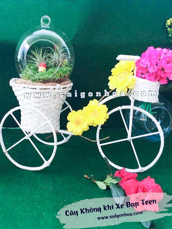 Cây Không khí Xe Đạp Teen Chở Đại Dương Xanh