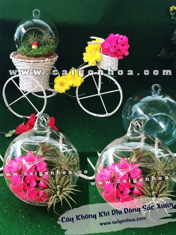 Chậu Tiểu Cảnh Cây Không Khí Dịu Dàng Sắc Xuân