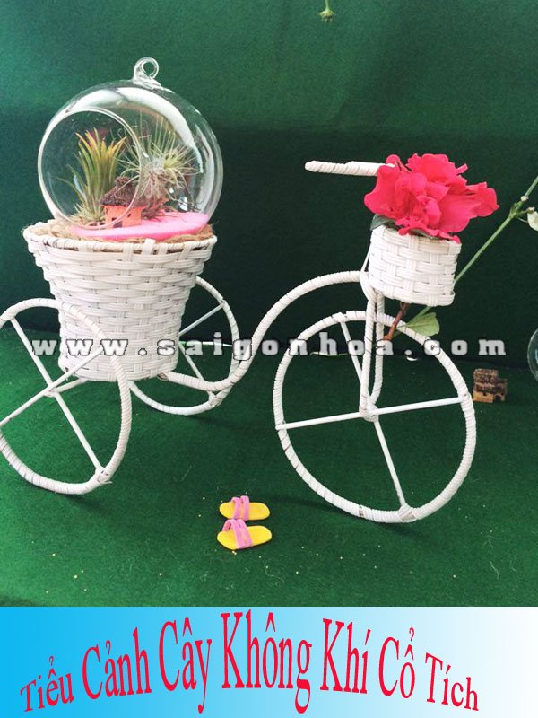 Xe Đạp Cây Không Khí – Tillandsia