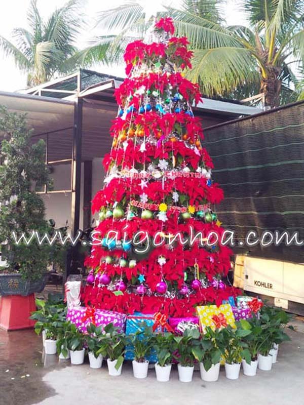 Cây Thông Noel Từ Hoa Trạng Nguyên