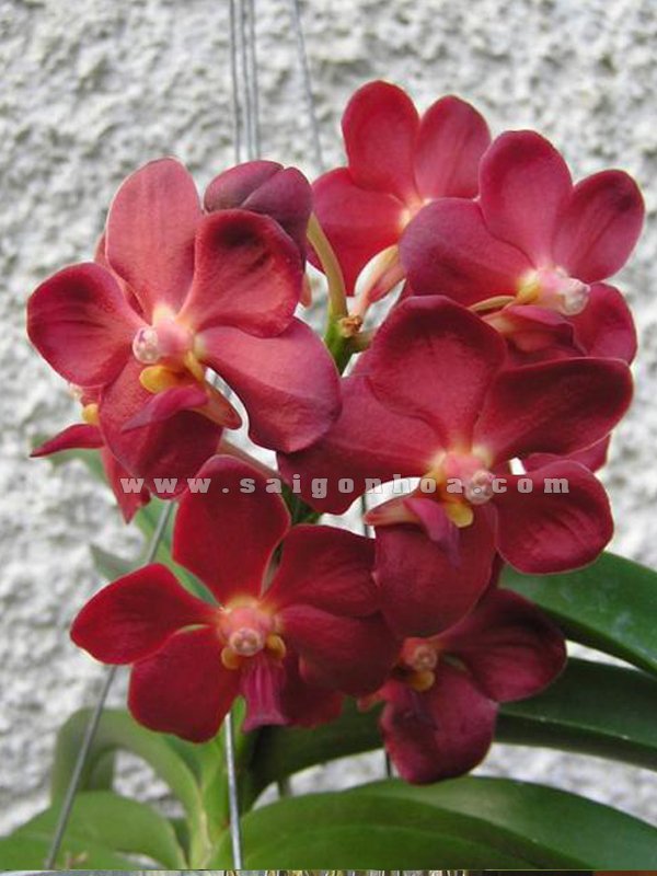 Hoa Lan Vanda Đỏ
