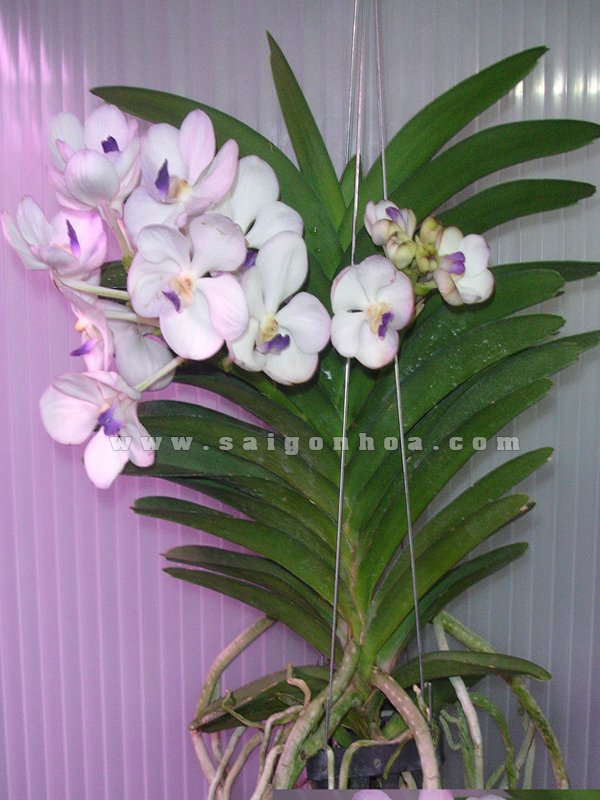 Hoa Lan Vanda Trắng
