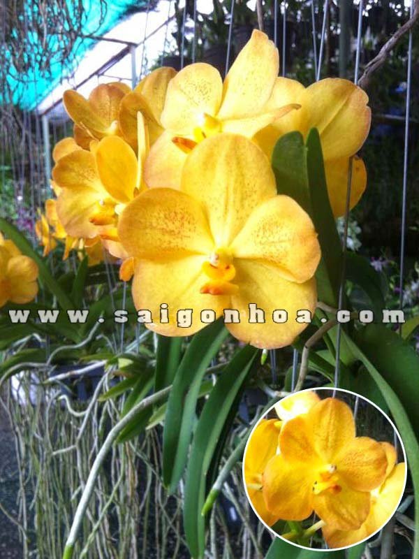 Hoa Lan Vanda Vàng