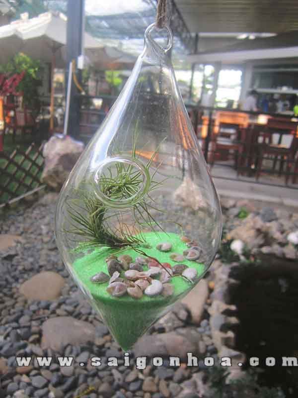 Cây Không Khí Chậu Thủy Tinh Hình Thoi