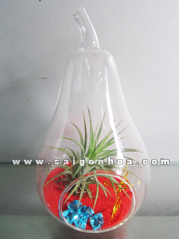 Cây Không Khí Xe Đạp Xinh
