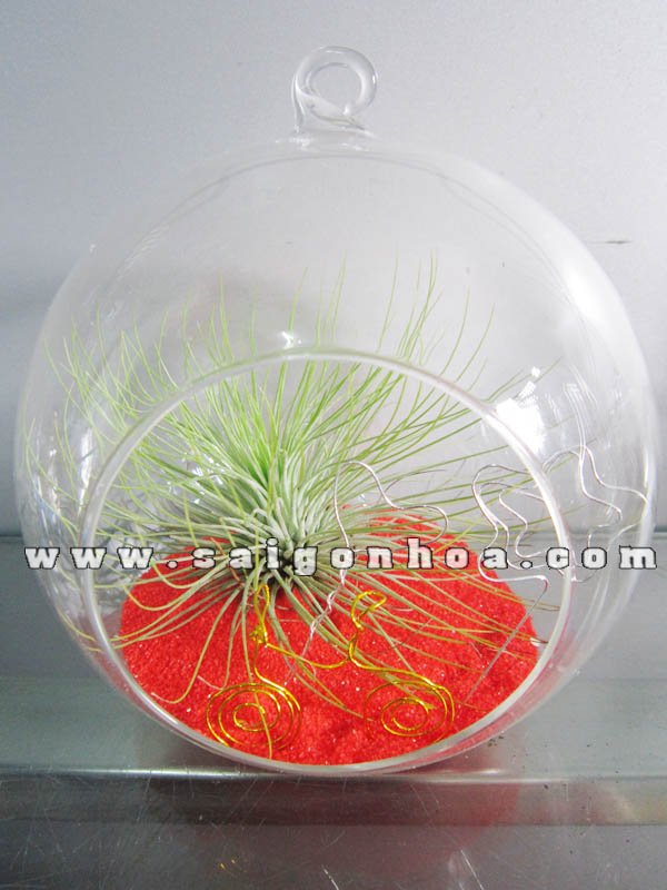 Cây Không Khí Sao Mai Xuống Phố