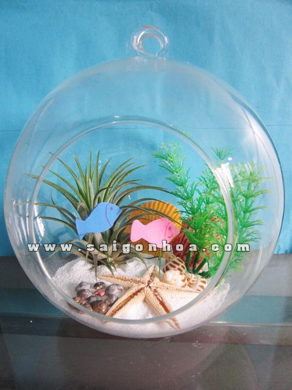 Tiểu Cảnh Cây Không Khí Dưới Lòng Đại Dương