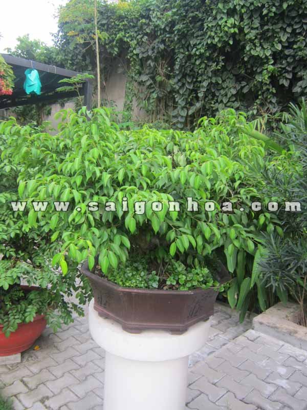 Cây Sanh Bonsai Cao 70 cm