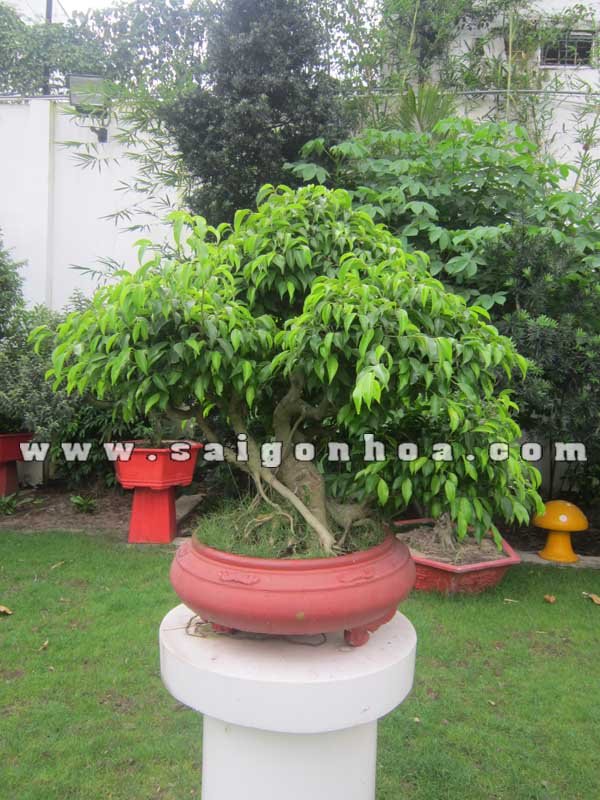 Cây Sanh Bonsai Cao 80 cm