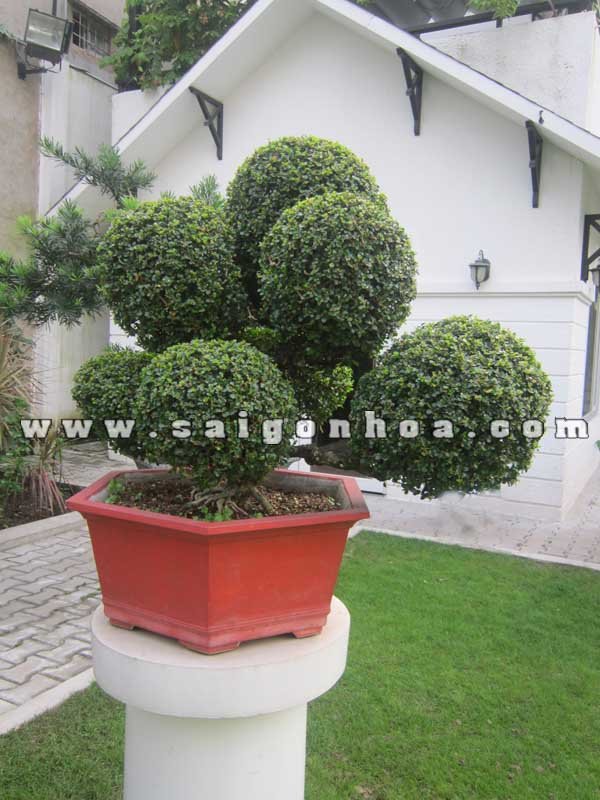 Cây Sam Núi Trái Bonsai Cao 70 cm