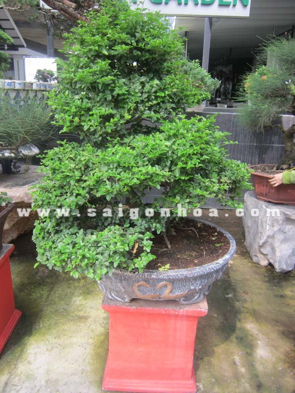 Cây Kim Quýt Bonsai Cao 90 cm