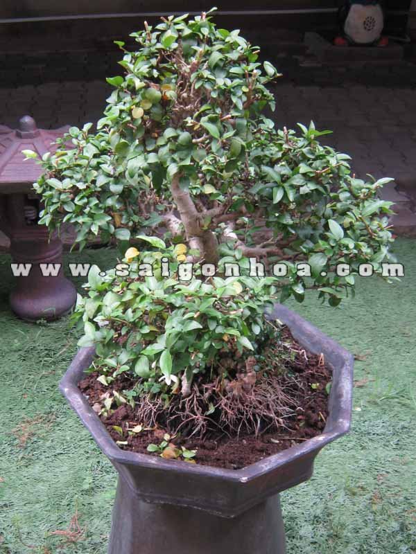 Cây Mai Chiếu Thủy Bonsai Cao 50 cm