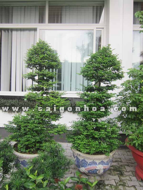 Cặp Cây Kim Quýt Bonsai Cao 1.4 m
