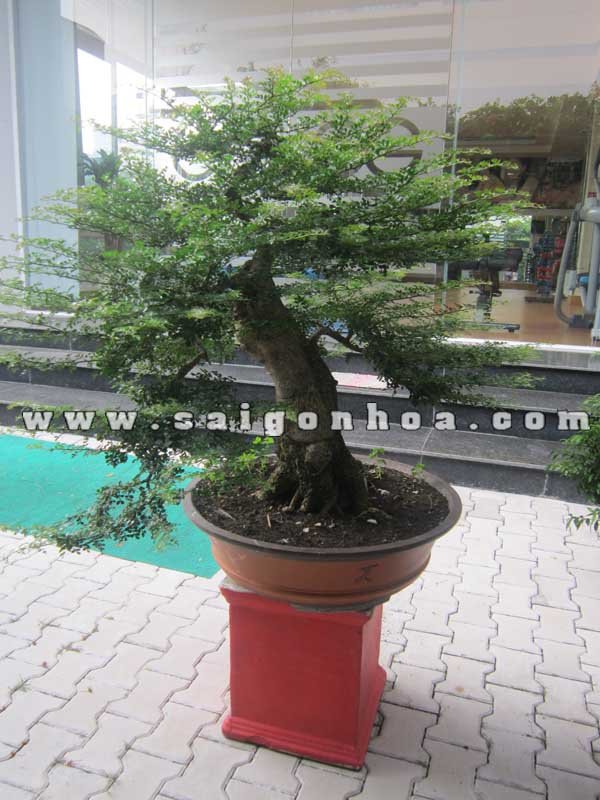 Cây Cần Thăng Bonsai Cao 1m