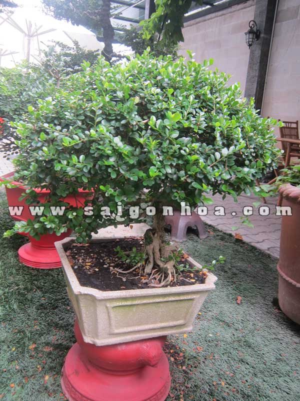 Cây Sam Núi Trái Bonsai Cao 60 cm