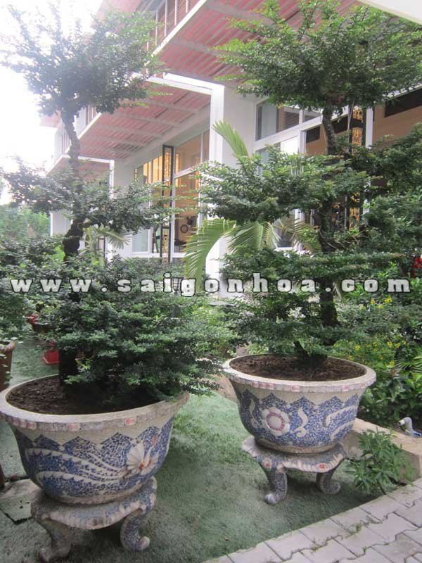 Cặp Cây Cần Thăng Bonsai