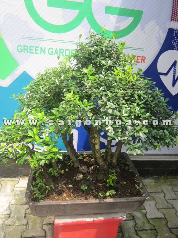 Cây Linh Sam Bonsai Cao 75 – 80 cm
