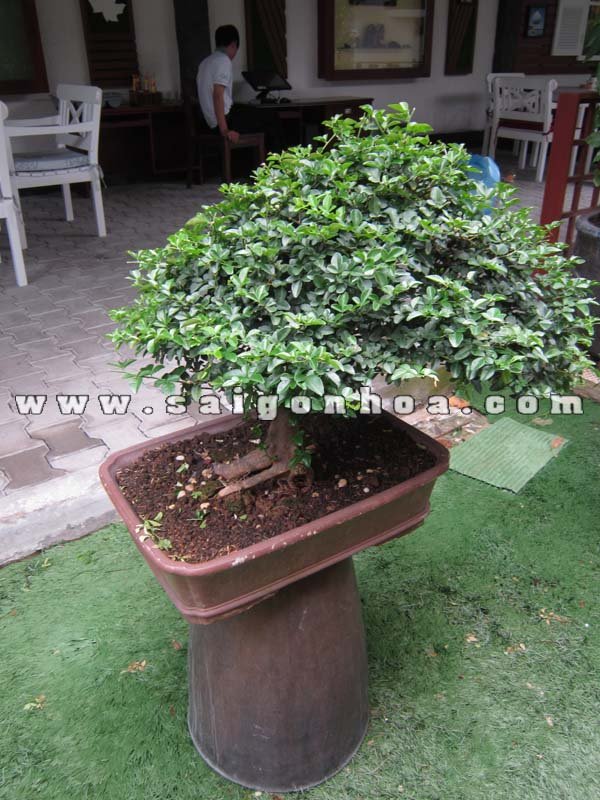 Cây Kim Quýt Bonsai Cao 50 cm
