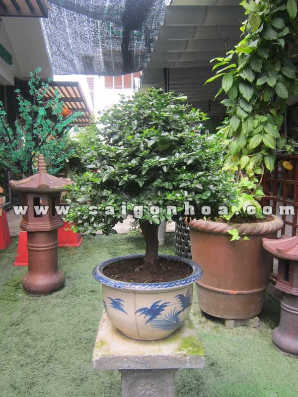 Cây Kim Quýt Bonsai Cao 55 – 60 cm