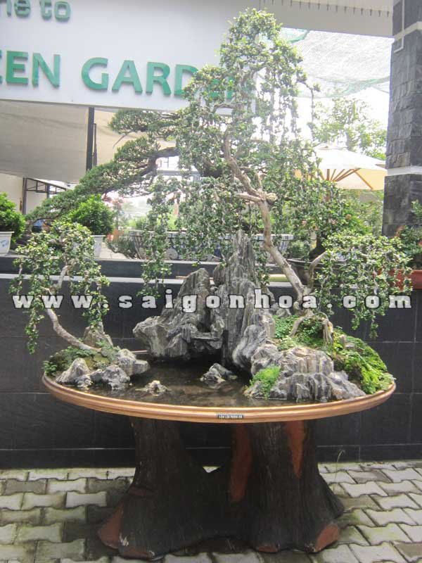 Tiểu Cảnh Cây Sam Núi Trái Bonsai Hòn Non Bộ