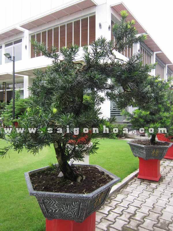 Cặp cây Vạn Niên Tùng Bonsai Cao 1.5 – 1.6 m