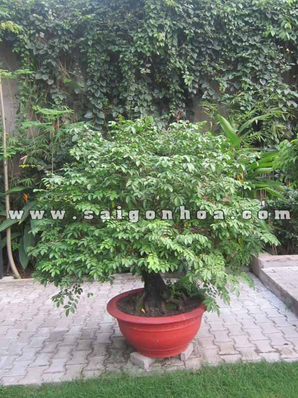 Cây Khế Bonsai Cao 1.4 m