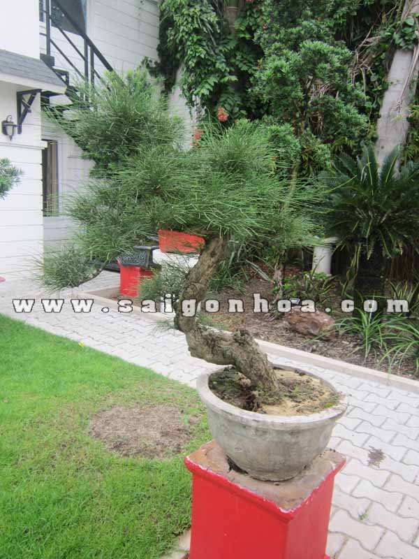 Cây Phi Lao Bonsai Cao 90 – 100 cm