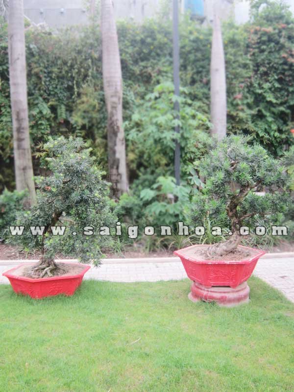 Cặp Cây Vạn Niên Tùng Bonsai Cao 1.1 – 1.2 m