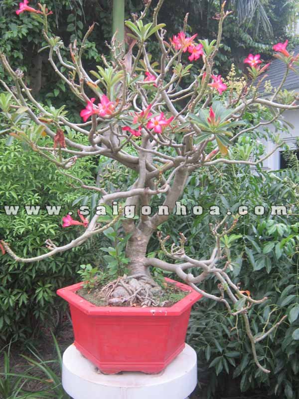 Cây Sứ Thái Hồng Bonsai Cao 1.2 m