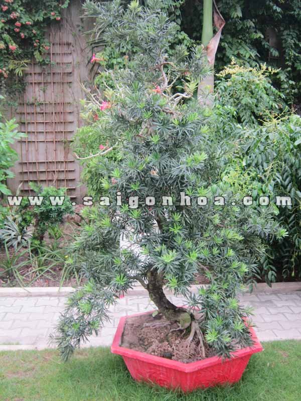 Cây Vạn Niên Tùng Bonsai Cao 1.6 m