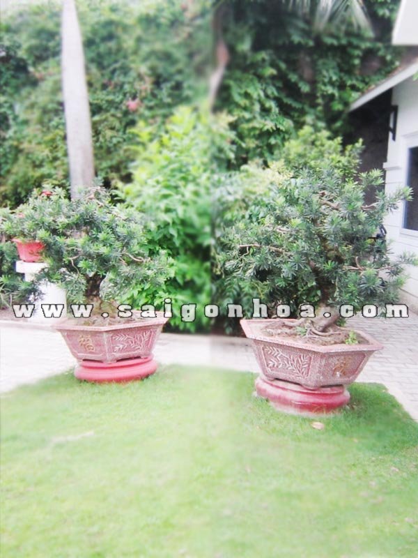 Cặp Cây Vạn Niên Tùng Bonsai Cao 1 m