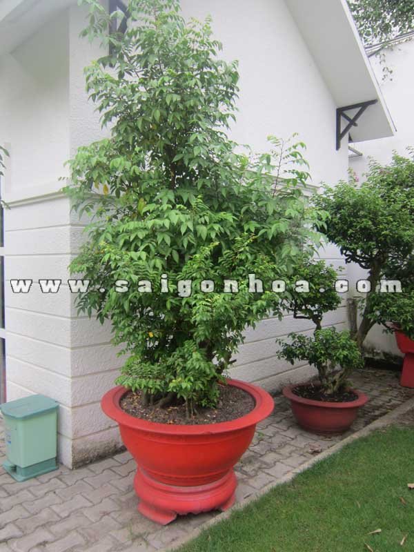 Cây Khế Bonsai Cao 2.4 m