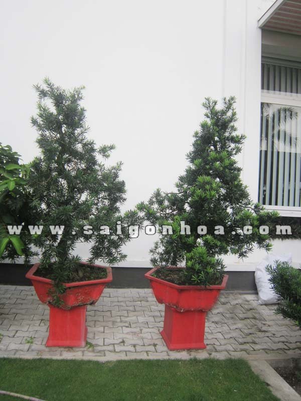 Cặp Cây Vạn Niên Tùng Bonsai Cao 1.3 – 1.4 m