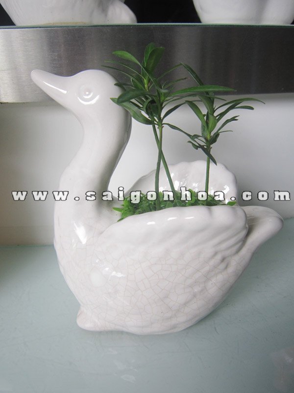 Cây May Mắn Tùng Hạnh Phúc Chậu Thiên Nga