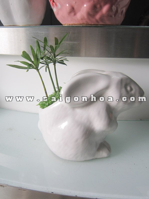 Cây May Mắn Tùng Hạnh Phúc Chậu Con Thỏ
