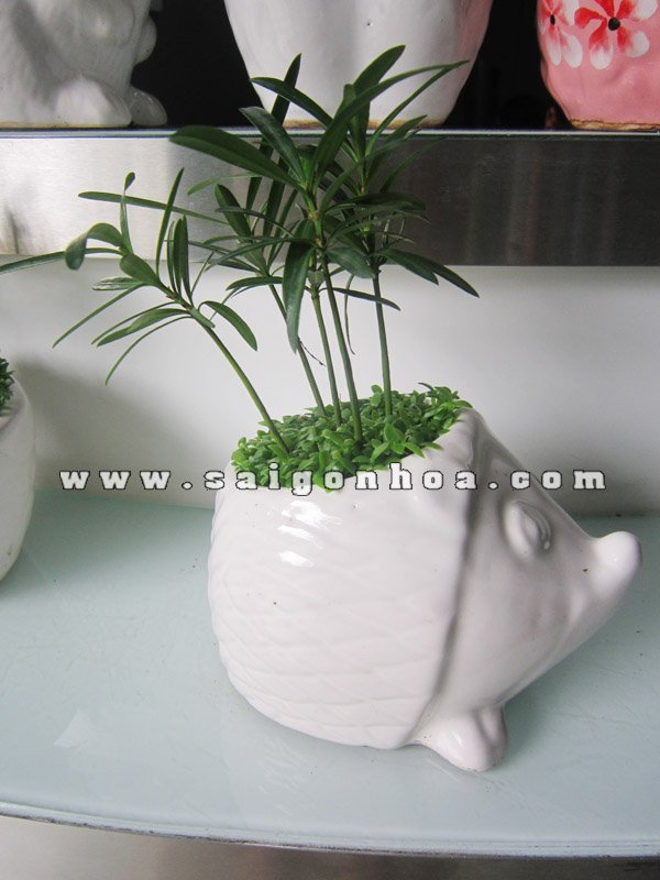 Cây May Mắn Tùng Hạnh Phúc Chậu Con Nhím