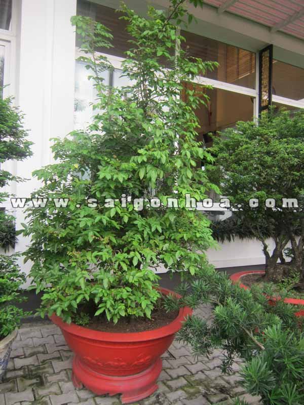 Cây Khế Bonsai Cao 2.8 m